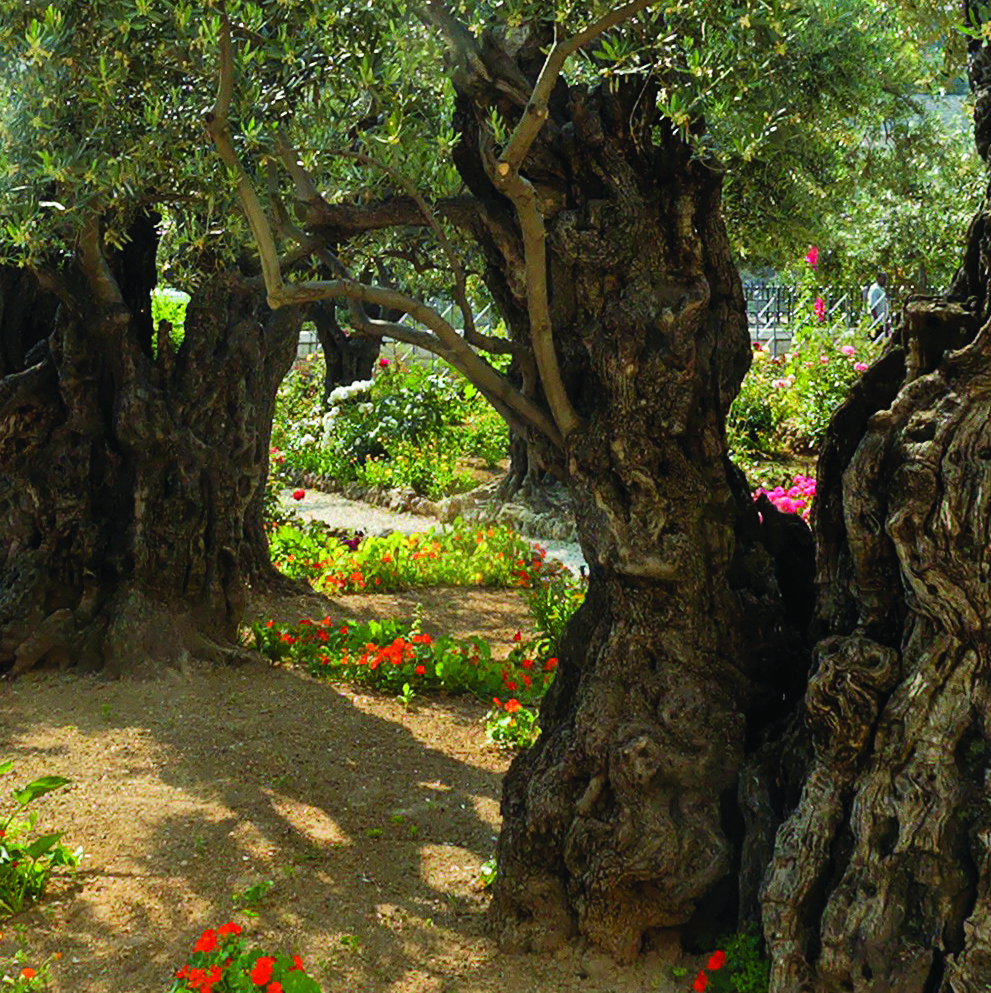3.Garden Gethsemane cropped smalljpg